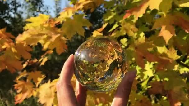 Herbstliche Waldschönheit. Goldene Baumblätter. Sonnenstrahl. weibliche Hand hält Kristallkugel — Stockvideo