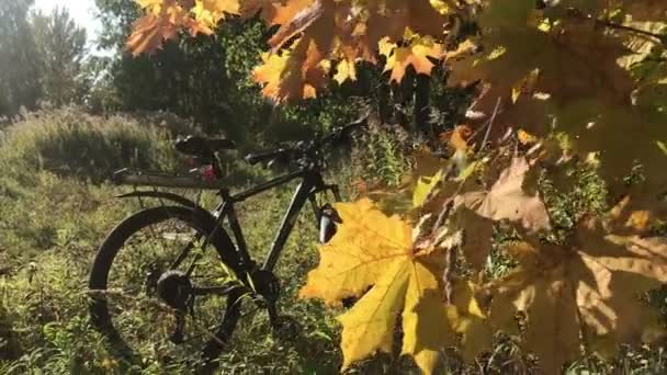 秋の森の美しさ。黄金の木の葉。太陽光線。自転車を背景に — ストック動画