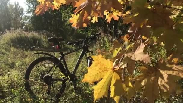 Bellezza foresta autunnale. Foglie d'albero d'oro. Un raggio di sole. bicicletta sullo sfondo — Video Stock