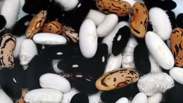 Beans in water absorbing, food kitchen concept background — Stock Video