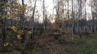 Sonbaharda uçan sarı ağaçlar gün batımında huş ağaçları, insansız hava aracından havadan çekilen görüntüler, güzel doğa.