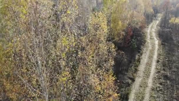 Drone komt naar beneden in de herfst geel bos in de buurt van landelijke weg, in het bos, vliegen over geel, antenne — Stockvideo
