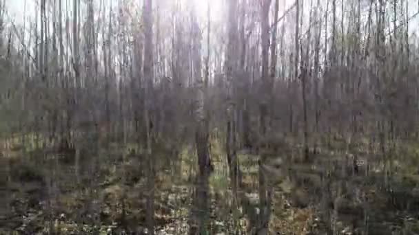 Volant à travers la forêt nue par une journée ensoleillée à la fin d'octobre, prise de vue aérienne — Video