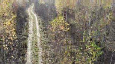 drone getting up in autumn yellow forest near rural road, on the woods, fly over yellow, aerial shot