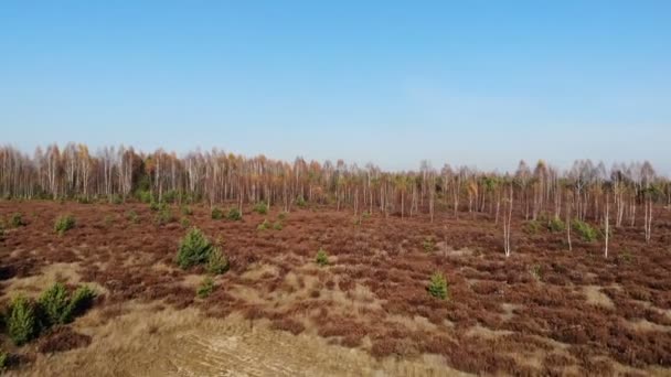 Latanie nad jesiennym żółtym lasem, kolor pomarańczowy, słoneczny dzień, zdjęcie lotnicze — Wideo stockowe