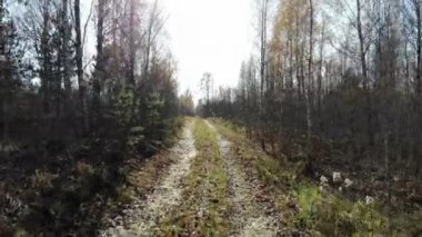 Flying through the trees in autumn yellow forest, sunny day, inspirational landscape, aerial shot