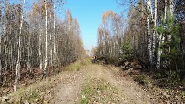 Пролітають крізь дерева восени жовтий ліс, сонячний день, надихаючий пейзаж, повітряний постріл — стокове відео