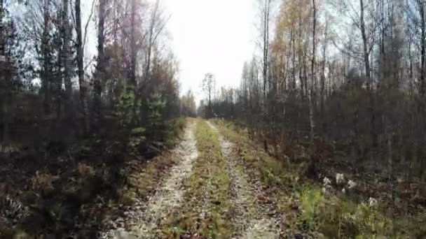 Volando a través de los árboles en el bosque amarillo de otoño, día soleado, paisaje inspirador, plano aéreo — Vídeo de stock