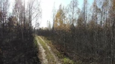 Flying through the trees in autumn yellow forest, sunny day, inspirational landscape, aerial shot