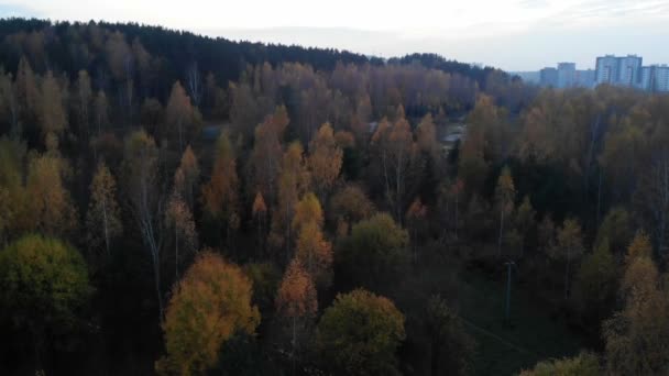 Voando através das árvores no outono floresta amarela, dia ensolarado, paisagem inspiradora, tiro aéreo — Vídeo de Stock