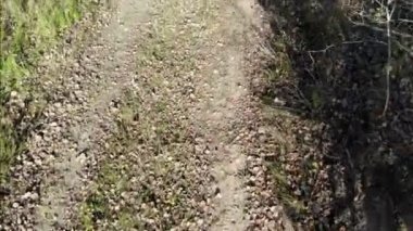 Ormanda, havada uçan kadın dron pilotu eğitimi.