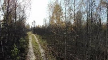 Flying through the trees in autumn yellow forest, sunny day, inspirational landscape, aerial shot