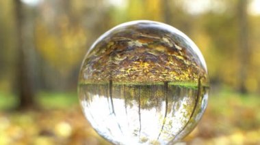 Nature Video Scenario scene close up in crystal ball with backgorund of colorful maple leaf and