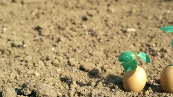 Három, tojásban nevelkedő növény, csírázásfejlesztési koncepció, földi háttérrel — Stock videók