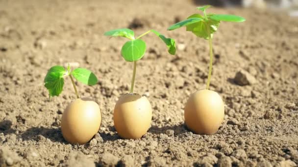 Trois plantes poussant dans les œufs, concept de développement de la germination, sur fond de sol — Video