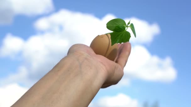 Man hand håller grön växt mot blå himmel, groning, jordbruk trädgårdskoncept — Stockvideo