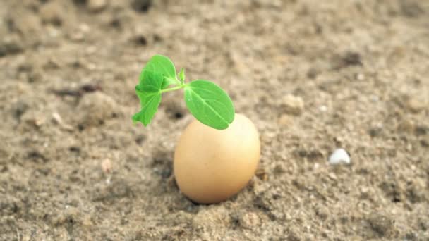 Planta verde solitaria que crece del huevo, poniendo en tierra seca del desierto, vida en una sequía, concepto de la ecología — Vídeos de Stock