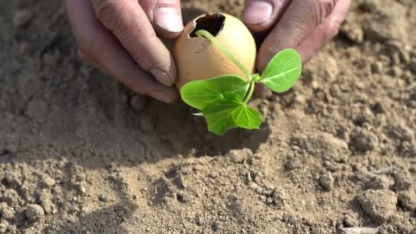 Agricultor mano masculina plantación de jardinería planta verde en el suelo — Vídeo de stock