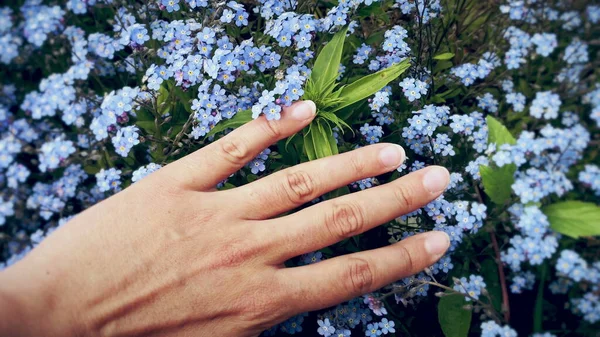 Primer plano de la mano de las mujeres tocando hermosas flores azules olvidarme-no. Sentir el maravilloso mundo —  Fotos de Stock