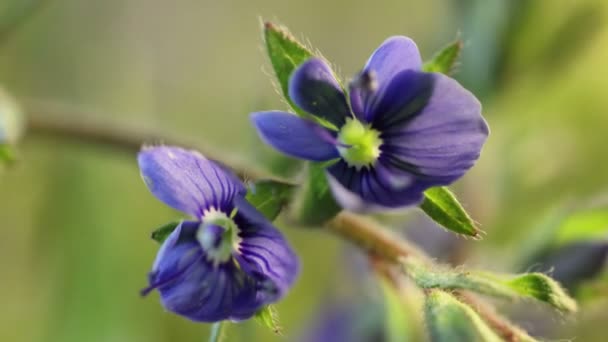 Pequeña flor azul que florece, abriendo su flor, primer plano extremo del proceso de germinación de primavera — Vídeos de Stock