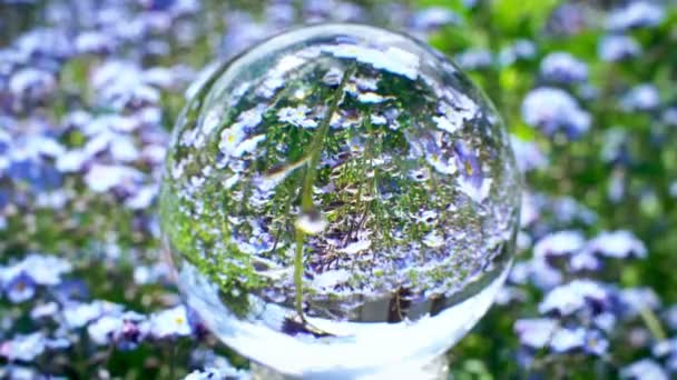 Reflet boule de cristal avec champ de fleurs bleues abondantes sur le fond, texture du monde de la nature — Video