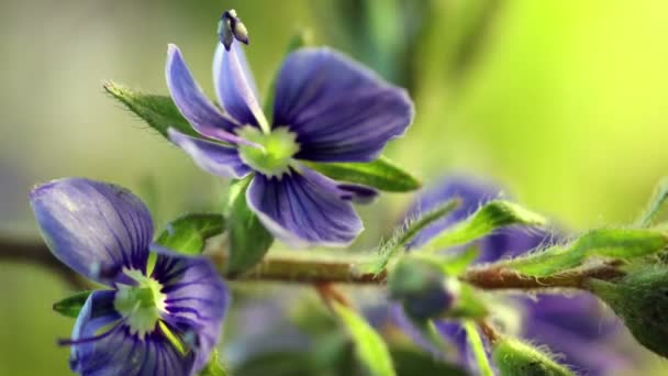 Niebieskie kwiaty kwitnące, otwierające swój kwiat, upływ czasu wiosny, ekstremalne zbliżenie Veronica chamaedrys — Wideo stockowe