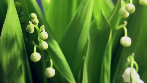 ユリの谷の花の時間経過緑の背景発芽植物のテクスチャ抽象的 — ストック動画