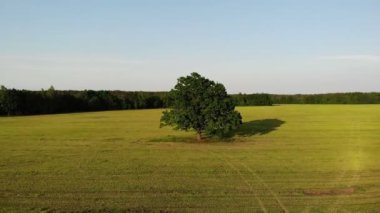 Hava görüntüsü, yeşil meşe ağacından uçmak arka planda sarı alan, yakınlaştır.