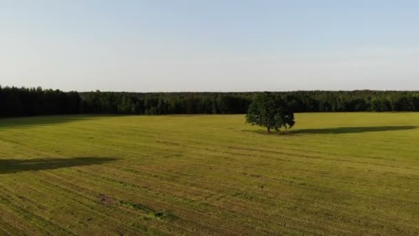 空中撮影、背景の田舎側の黄色のフィールド内の緑のオークの木の近くの飛行、ズームイン — ストック動画