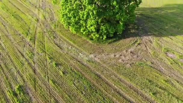 Strzał z powietrza, przelot nad gałęziami zielonego dębu w terenie na tle — Wideo stockowe