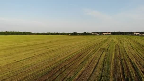 Flygfoto, flygning nära gult fält på bakgrunden, Belarus land, sommar solig dag — Stockvideo