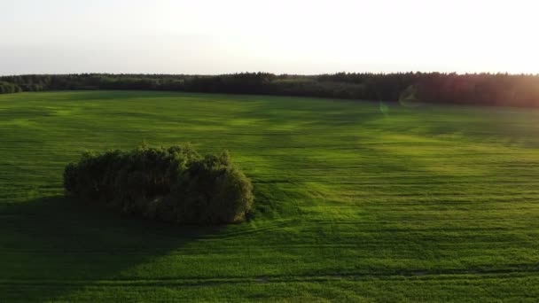 Luchtfoto, vlucht in de buurt van groene bomen op het platteland groen veld op de achtergrond, belarus — Stockvideo