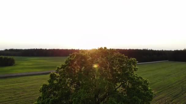 Voo drone subir alto sob o enorme carvalho, contra o sol, no pôr do sol, raios de sol, tiro aéreo — Vídeo de Stock