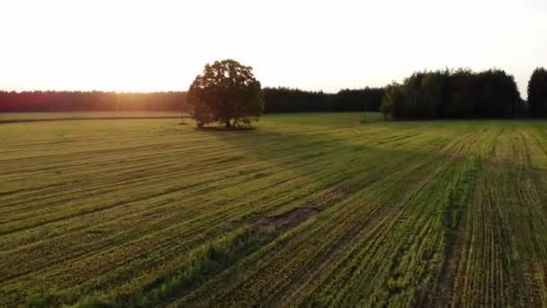 Літати над красивим пейзажем з величезним самотнім дубом на захід сонця, вид з повітря, верхній постріл, безпілотник — стокове відео