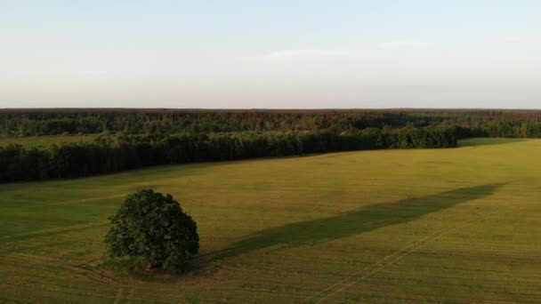 Gün batımında büyük bir meşe ağacıyla güzel manzaranın üzerinde uçmak, gökyüzü manzarası, üst çekim, drone, — Stok video