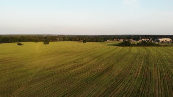 Vacker antenn skott, flyger över gult land fält, drönare, ovanifrån, skott uppifrån, solnedgång — Stockvideo