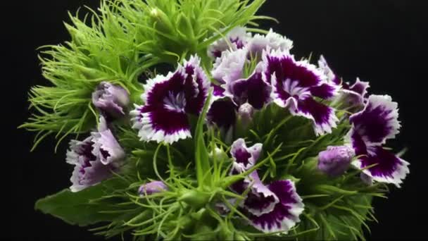 Flor de clavel turco abriendo su flor, lapso de tiempo de floración — Vídeos de Stock