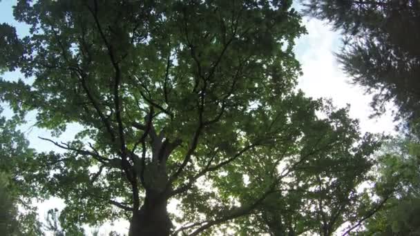 Rayos de sol a través de la rama verde de roble enorme, girando 4k time lapse — Vídeo de stock