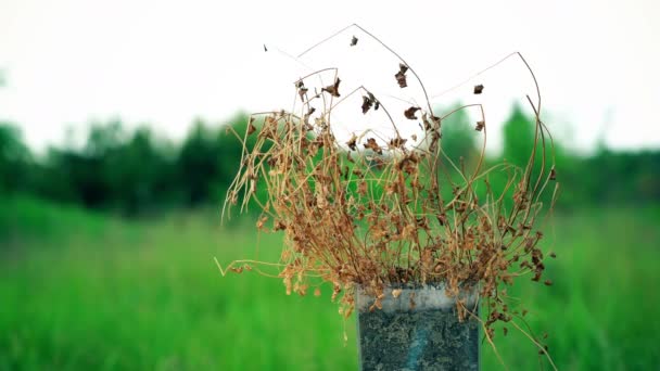 Planta seca morta no potenciômetro contra fundo verde da natureza, conceito da seca, diferença cotrast, clima — Vídeo de Stock