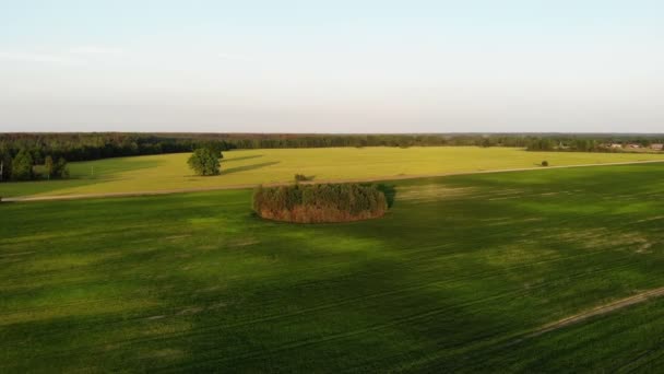 Πετούν πάνω από όμορφο τοπίο πλευρά της χώρας με το πεδίο και τα δέντρα, στο ηλιοβασίλεμα, εναέρια βολή, drone — Αρχείο Βίντεο