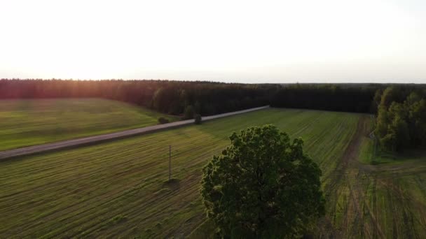 Vliegen over prachtig landschap op het platteland met veld en bomen, bij zonsondergang, luchtfoto, drone — Stockvideo