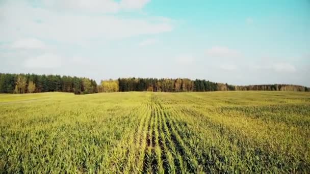Campo di grano aerea, volando sopra campo di mais giallo autunno, campagna, vista dall'alto, colpo da drone — Video Stock