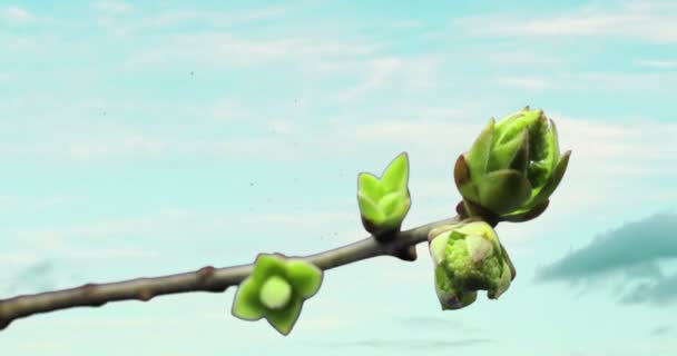 Выращивание растений в весенний период времени, прорастание прорастания новорожденного растения, открывающего свой цветок при прохождении — стоковое видео