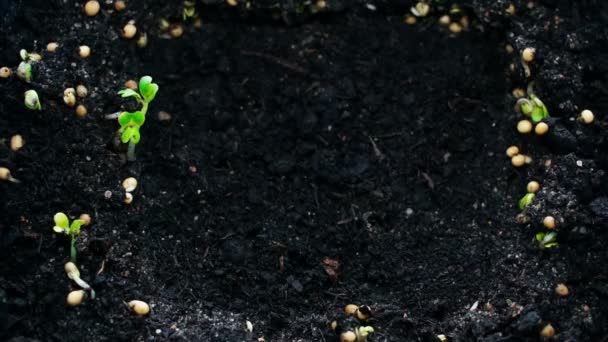 Plantes en croissance au printemps timelapse, germination des germes nouveau-nés, concept d'agriculture — Video