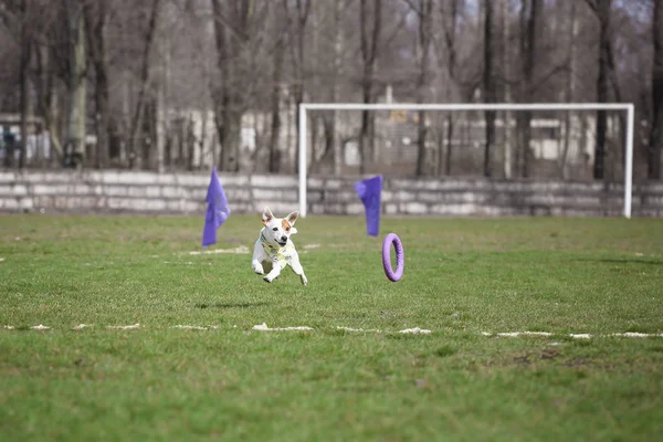 Chien Race Jack Russell Terrier Attrape Extracteur — Photo