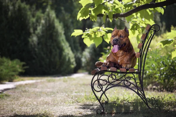 在公园的长凳上 斯塔福德郡猎犬犬养殖的狗 — 图库照片