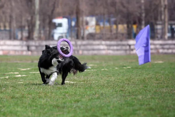 Dog Breed Border Collie Catches Puller — Stock Photo, Image