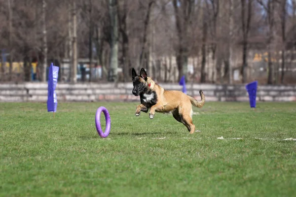 Dog Malinois Breed Catches Puller — Stock Photo, Image