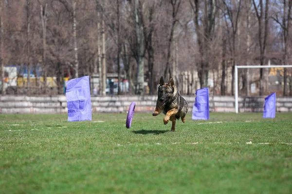 German Shepherd Dog Catches Puller — Stock Photo, Image