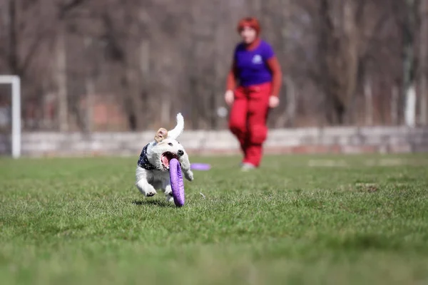 Chien Race Jack Russell Terrier Attrape Extracteur — Photo